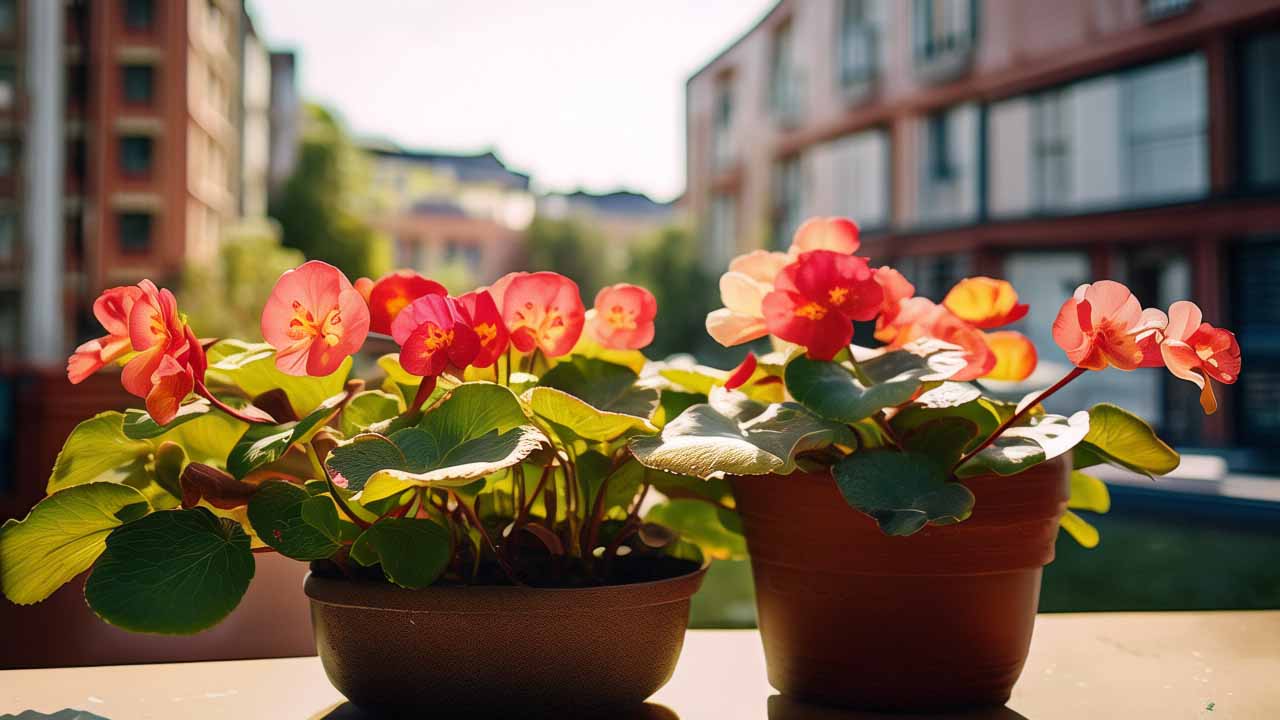 The Complete Guide to Caring for Indoor Begonia Plants: Tips for Thriving Beauties