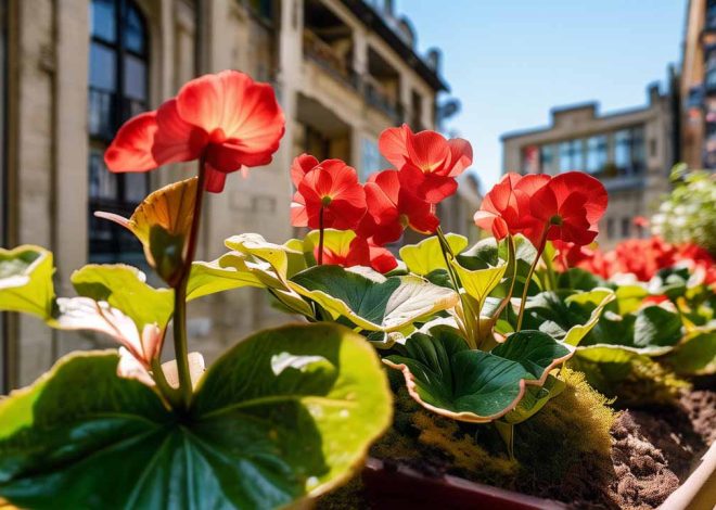 Essential Tips for Caring for Indoor Begonia Plants: Keeping Your Plants Happy and Healthy