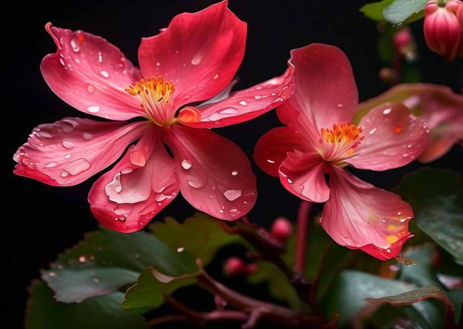 Pest Control for Indoor Begonia Plants: Keeping Your Plants Safe and Healthy